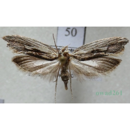 Ypsolopha scabrella (Linnaeus, 1761) Czech50